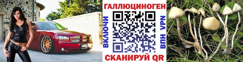 Галлюциногенные грибы Psilocybe  где можно купить наркотик  Шуя 